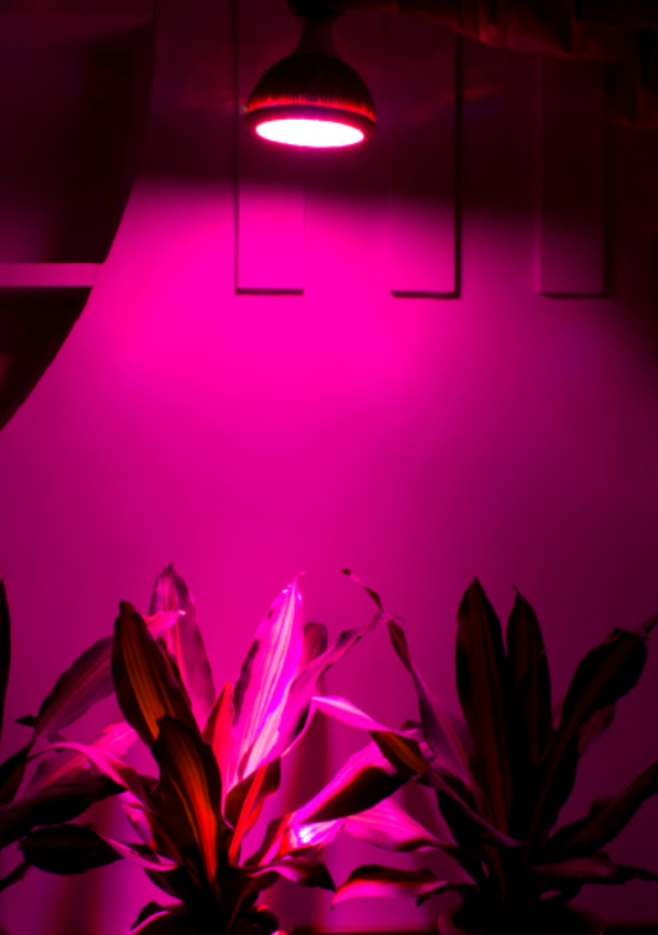 LED voksende lys