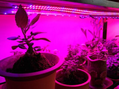 LED plantelysbjælke